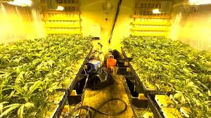 9.Best Automatic Cocaine Farm Barn 9.Best Automatic Cocaine Farm Barn